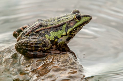 Marsh Frog, Pelophylax Ridibunda, Pelophylax Ridibundus, Rana Ridibunda, Sea Frog, Amphibian, Frog,