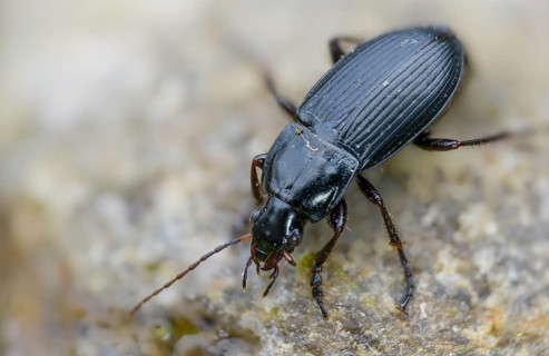 Brown-footed broad-necked beetle, Calathus fuscipes, large sandpiper, gyro beetle, coleoptera,