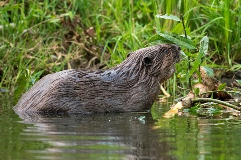 Beaver, castor fiber albicus, elbe beaver, Eurasian beaver, European beaver, rodents, rodentia,
