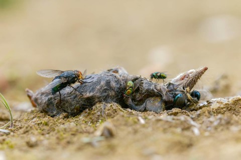 Calliphoridae, Calliphoridae spec., goldfly, Lucilia spec., blowfly spec., blowflies, blow-flies,