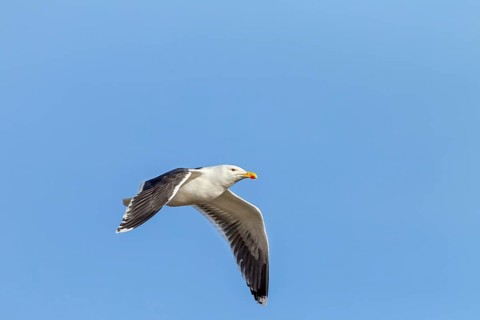 A great black-backed gull (Larus marinus) in breeding plumage on the German North Sea coast, aerial