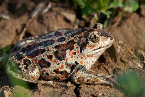 Common spadefoot, garlic toad, pelobates fuscus, field, amphibians, amphibians, agriculture,