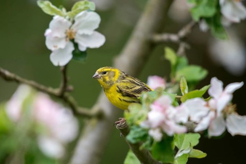 European Serin, serine, serinus serinus, birds, male, passeri, songbirds, birds