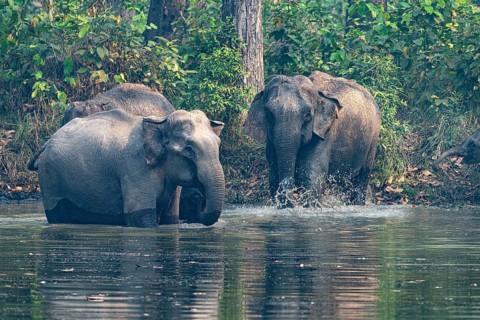 Elephants at a watering hole, Asian elephant, Elephas maximus, Bardia National Park, jungle,
