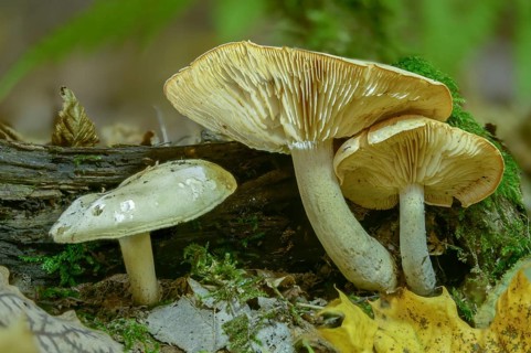 Agaricus adherens, resinous leaflet, resinous sawblade, resinous sawblade, sticky sawgill, lentinus