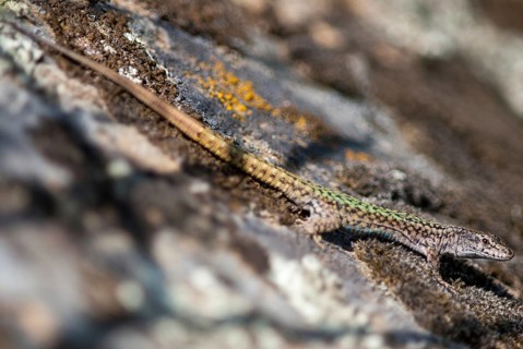 Iberian wall lizard, Iberian wall lizard, Podarcis hispanica, Spanish wall lizard, critters,