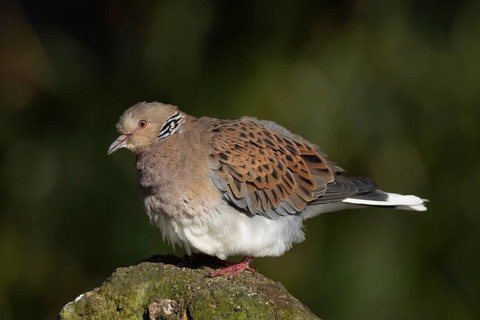 European turtle dove (Streptopelia turtur) adult bird on a rock, England, United Kingdom
