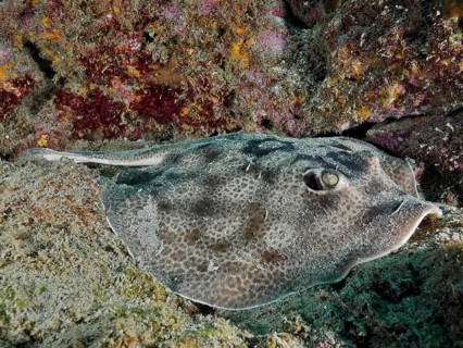 A camouflaged stingray, the leopard round stingray (Urobatis pardalis), lies motionless on the