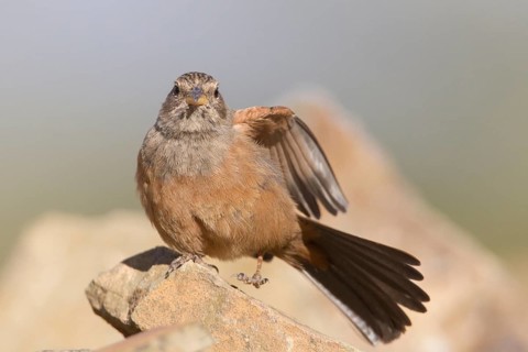 House Bunting (Emberiza sahari) female, Morocco
