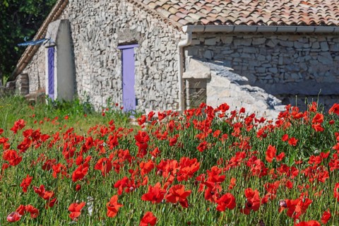 Red poppy field in front of an old stone house with purple shutters, rural idyll, Provence, France