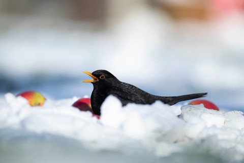 Eurasian blackbird (Turdus merula) adult male garden bird feeding on apples fruit on a snow covered