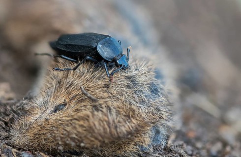 Carrion beetle, bshore sexton beetle, necrodes littoralis, silphidae, carrion beetle, gravedigger,