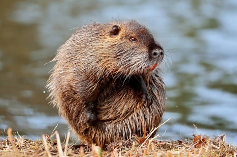 Nutria or swamp beaver (Myocastor coypus) grooming its fur on the bank, North Rhine-Westphalia,