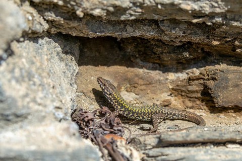 Common wall lizard, Podarcis muralis, reptiles, lizards, reptilia