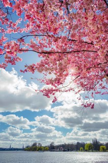 Pink cherry blossoms (sakura) in the sunlight by the Außenalster in Hamburg in April