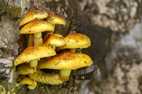 Cured slime, fat pholiota, goldskin cupping, pholiota adiposa, pholiota aurivella, pholiota