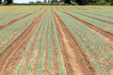 Lines of onion plant seedlings growing in field rows, Sutton, Suffolk, England, UK