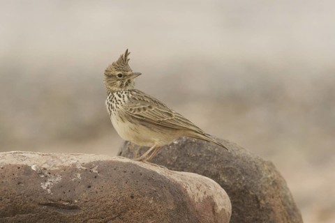 Thekla Lark (Galerida theklae), Morocco