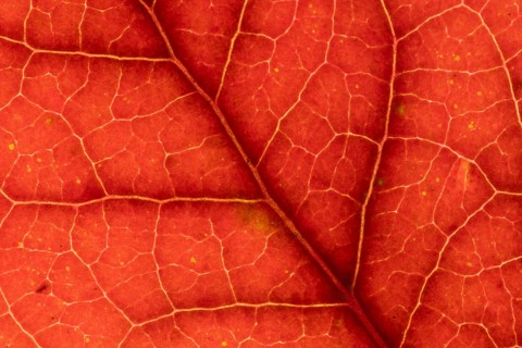 Blueberry (Vaccinium corymbosum) plant close up of an autumn colour leaf, England, United Kingdom
