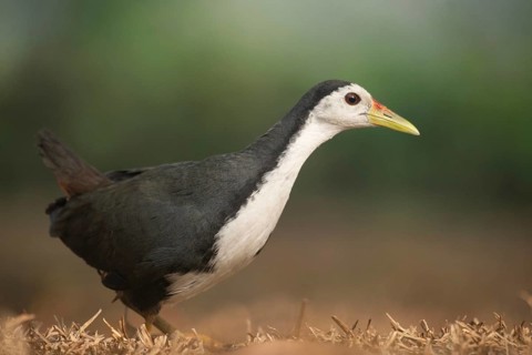 A white-breasted waterhen (Amaurornis phoenicurus), Sreepeur, Gazipur