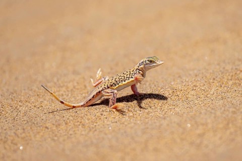 Shovel-nosed lizard (Meroles anchietae), in the sand, stretching its legs in the air to cool off,