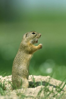 Ziesel/Citellus citellus/European Suslik, European Ground Squirrel, Pusta, Hungary, Plain Squirrel,