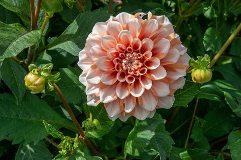 Flowering Dahlias (Dahlia), variety Hollymill Orange Ice in the Dahlia Farm in Löderup, Ystad