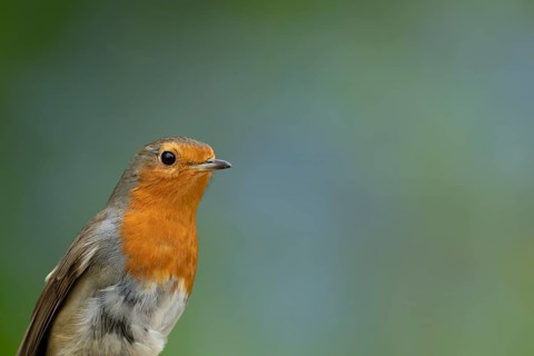 European robin (Erithacus rubecula) adult garden bird head portrait, England, United Kingdom