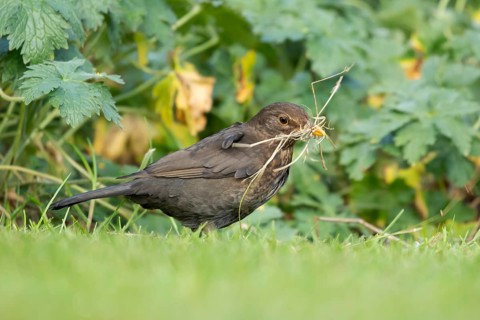 Eurasian blackbird (Turdus merula) adult female garden bird collecting nest material in spring,