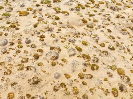 Sparse desert vegetation, mainly Salsola species. Aerial view. Drone shot. Namib Desert, Skeleton