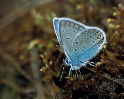Amanda's blue, polyommatus amandus, magnificent blue, bird wit blue, butterfly, insects, leo, male,