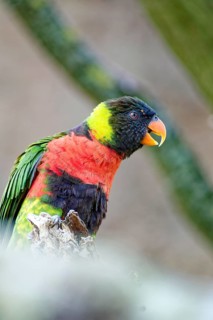 Animal portrait, Forsten's lory (Trichoglossus forsteni), also known as the Bali lory, Old World