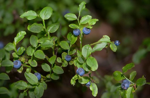Bickberry, blueberry, ericaceae, European blueberry, heather family, blueberry, mollberry,