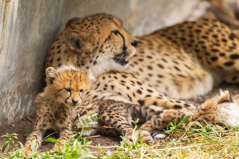 Cheetah (Acinonyx jubatus) mother with her youngster, captive, occurrence Africa