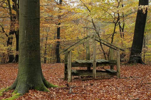 Climbing aid over an abandoned fence in the beech forest is used as a residence
