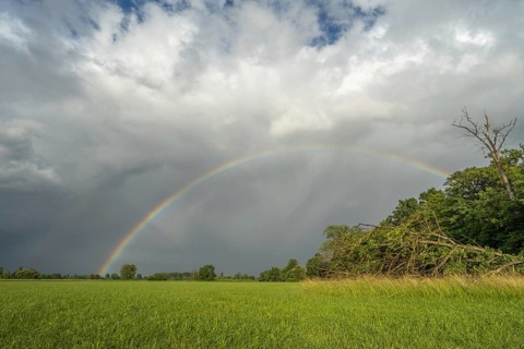 A rainbow appears in a cloudy sky over a field. A tree has fallen down and testifies to the