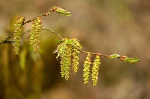 Betulaceae, birch family, Carpinus betulus, rosehip, hornbeam, hornbeam, hornbeam, hornbeam, tree,