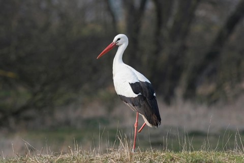 White stork (Ciconia ciconia) with a broken leg and an identification ring on its healthy leg,