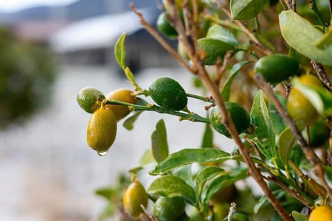 Kumquat branches showcase an array of green and yellow olives, glistening with water droplets after