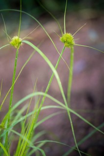 Bohemian sedge, carex bohemica, carex cyperoides, cyperaceae, sour grasses, cyprus grass harrow,