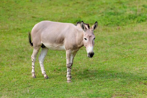 A male Somali wild ass, Equus africanus somaliensis, stands in a green meadow. Somalia, Somaliland,