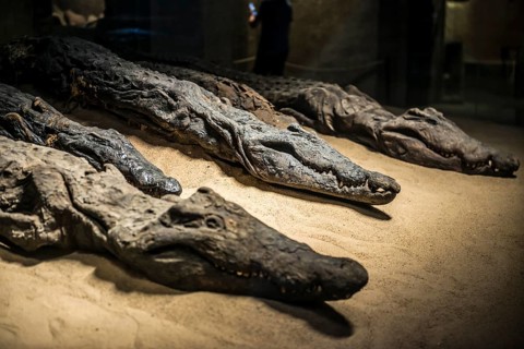 Mummified crocodiles, mummies, Kom Ombo Temple, Upper Egypt, Egypt