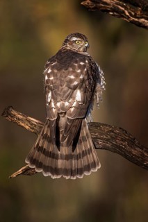 Eurasian Sparrowhawk (Accipiter nisus) female perched on a branch, Saxony-Anhalt, Germany