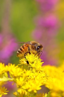European honeybee (Apis mellifera) collecting nectar from a goldenrod (Solidago) flower, Wilnsdorf,
