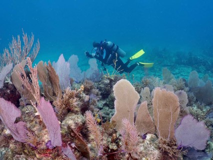 A diver explores colourful Venus fans (Gorgonia ventalina) in clear ocean waters at the John