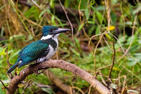 Female kingfisher, animals, birds, Amazon kingfisher, perching kingfisher, (Chloroceryle amazonas),