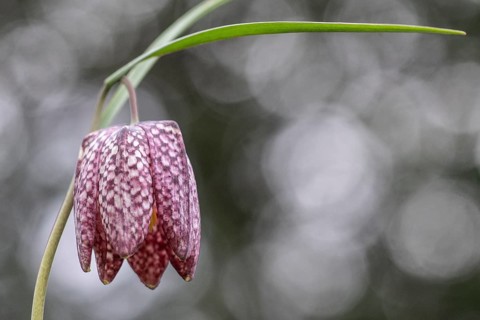 Snake's Head Fritillary (Fritillaria meleagris), Emsland, Lower Saxony, Germany