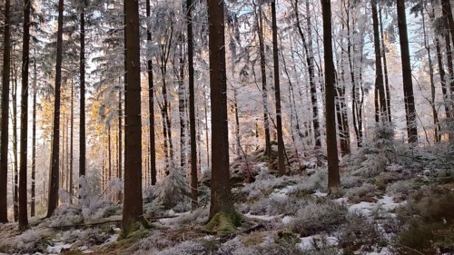 Sunlight shines through snowy forest, wintry atmosphere, Franconian Forest nature park Park, Upper