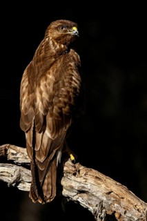 Common Buzzard (Buteo buteo), perched on a branch, Castile and Leon, Spain