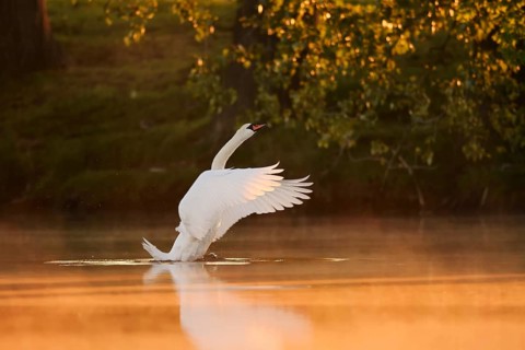 Mute swan (Cygnus olor), wings flapping at sunrise, North Rhine-Westphalia, Germany